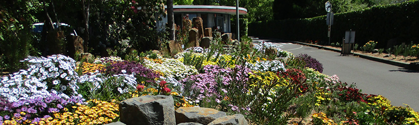 Blue Mountains Botanic Garden, Mount Tomah